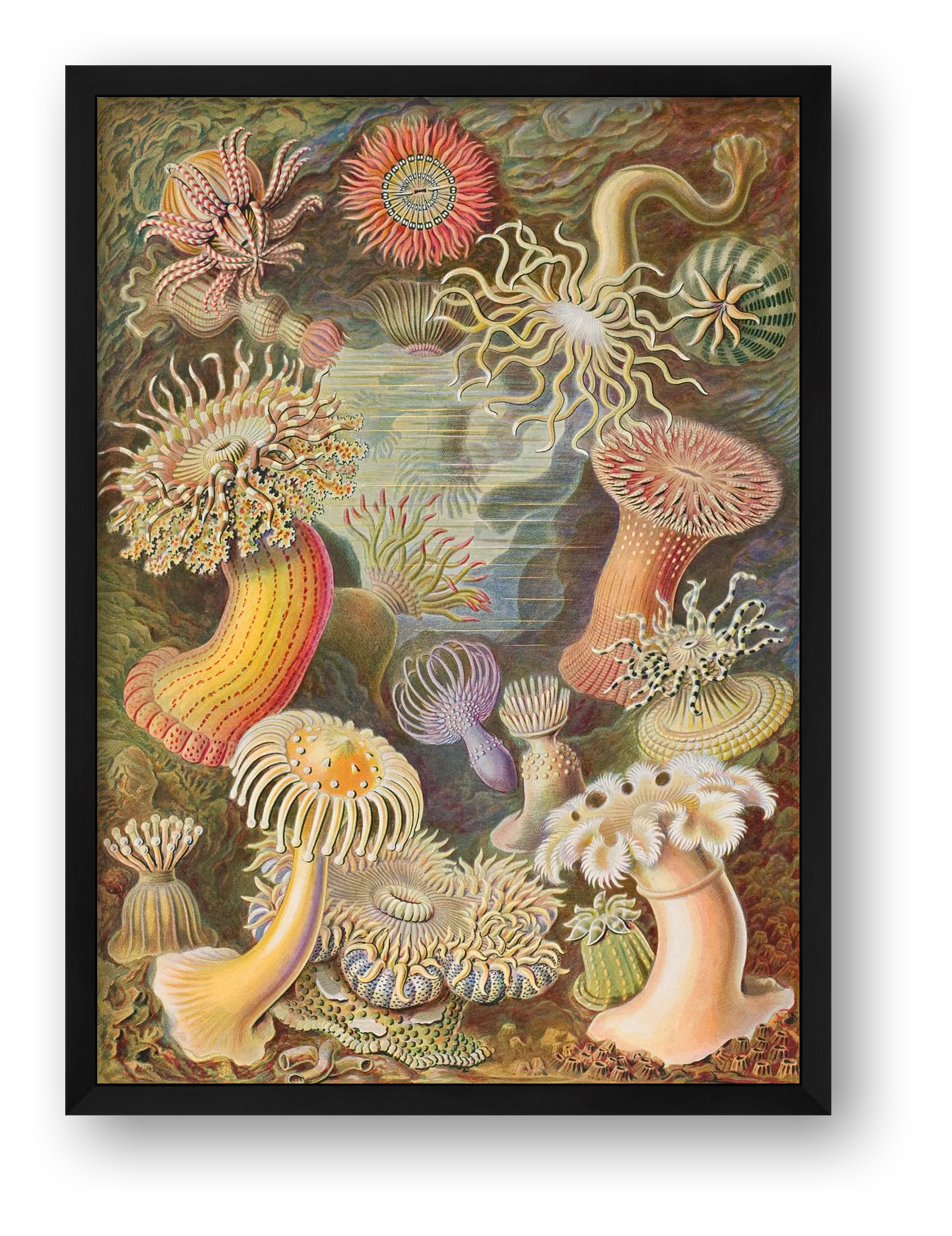 Ernst Haeckel: "Seeanemonen, Actiniae", 1899 — framed