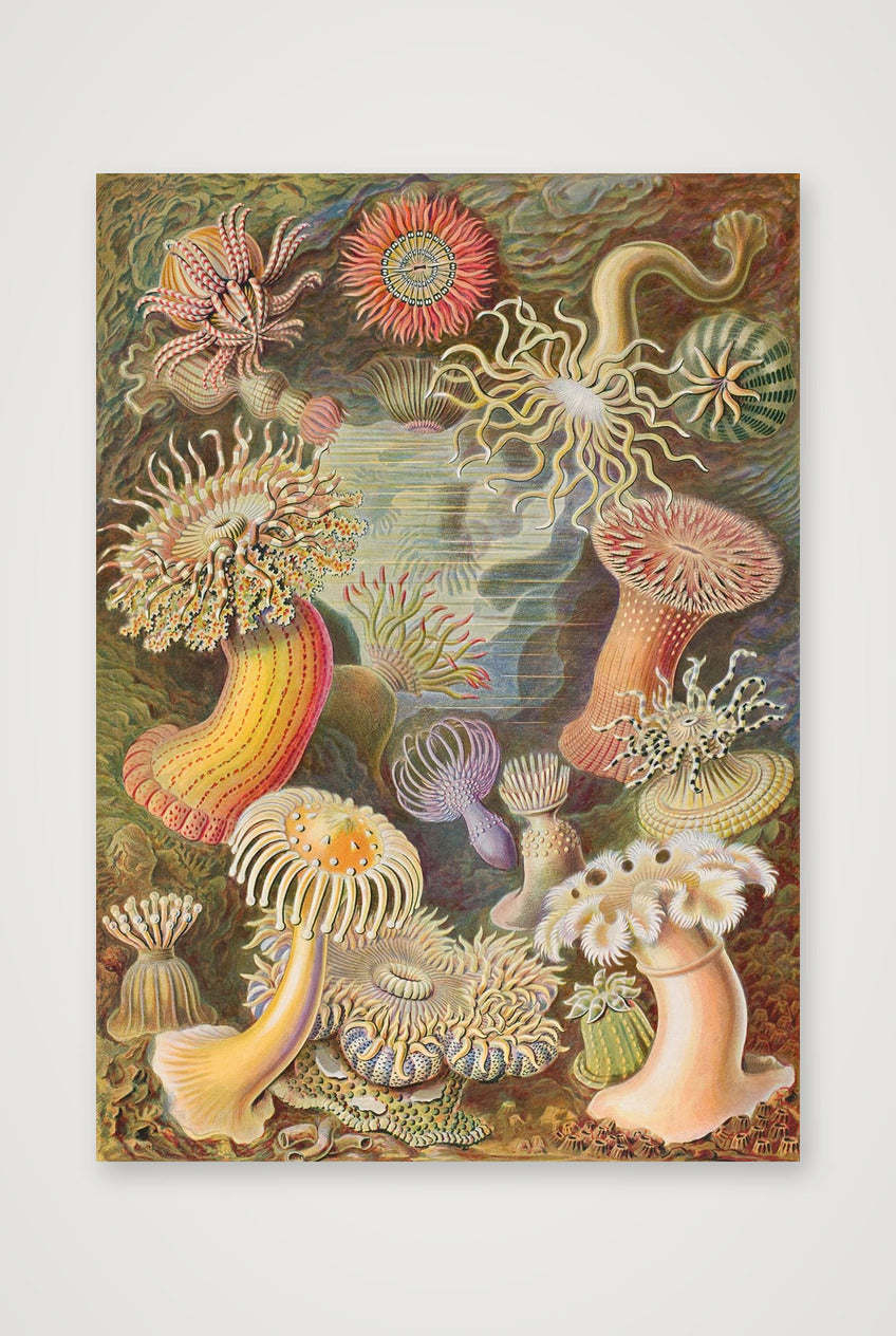 Ernst Haeckel: "Seeanemonen, Actiniae", 1899 — 42×59cm, 17×23" Print only