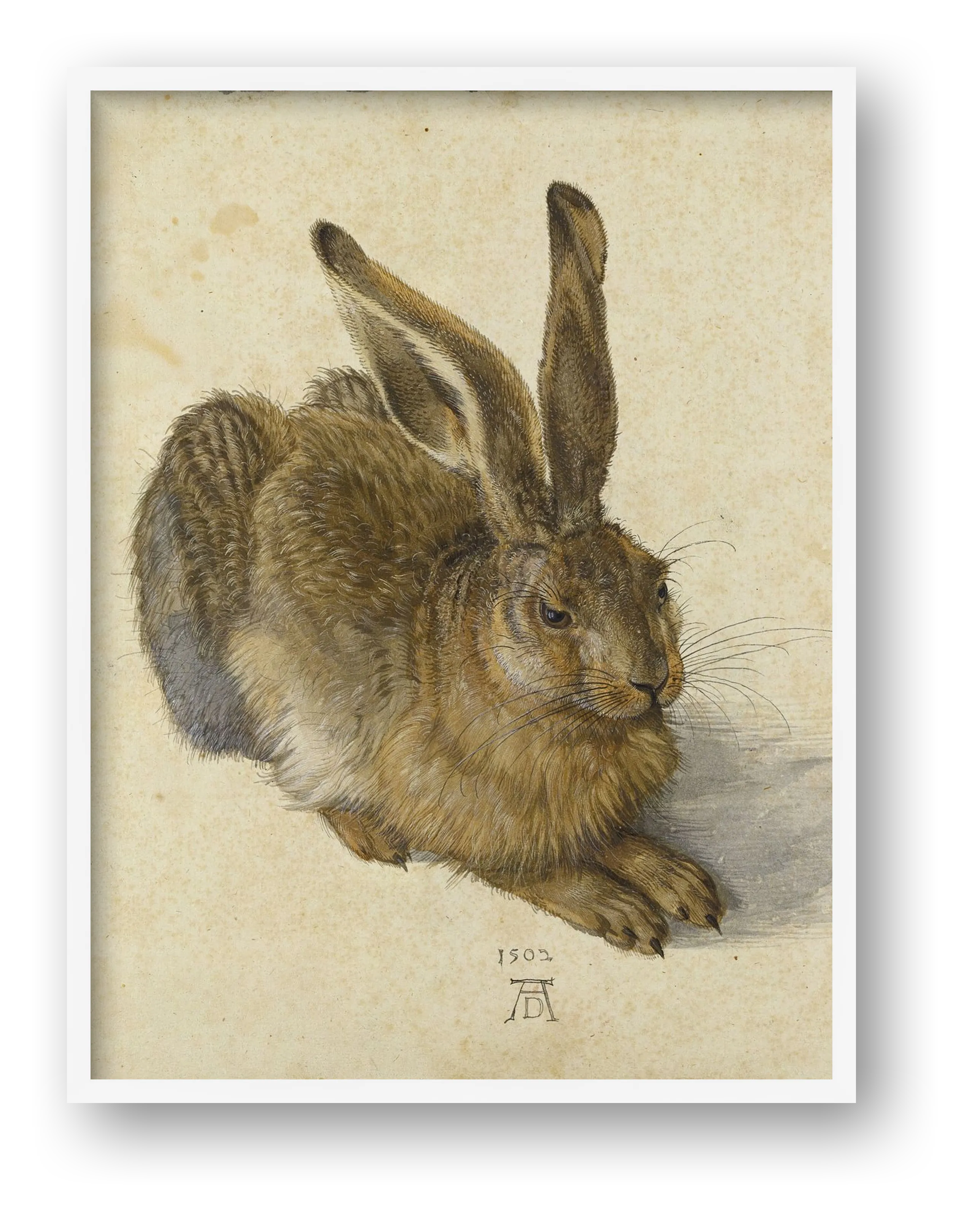  Albrecht Dürer: Feldhase, 1502 — framed