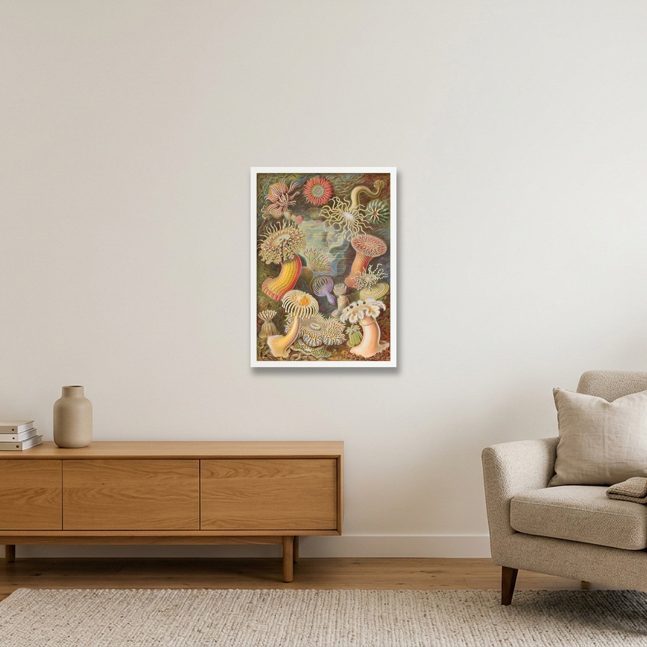 Ernst Haeckel: "Seeanemonen, Actiniae", 1899 — 42×59cm, 17×23" White Frame