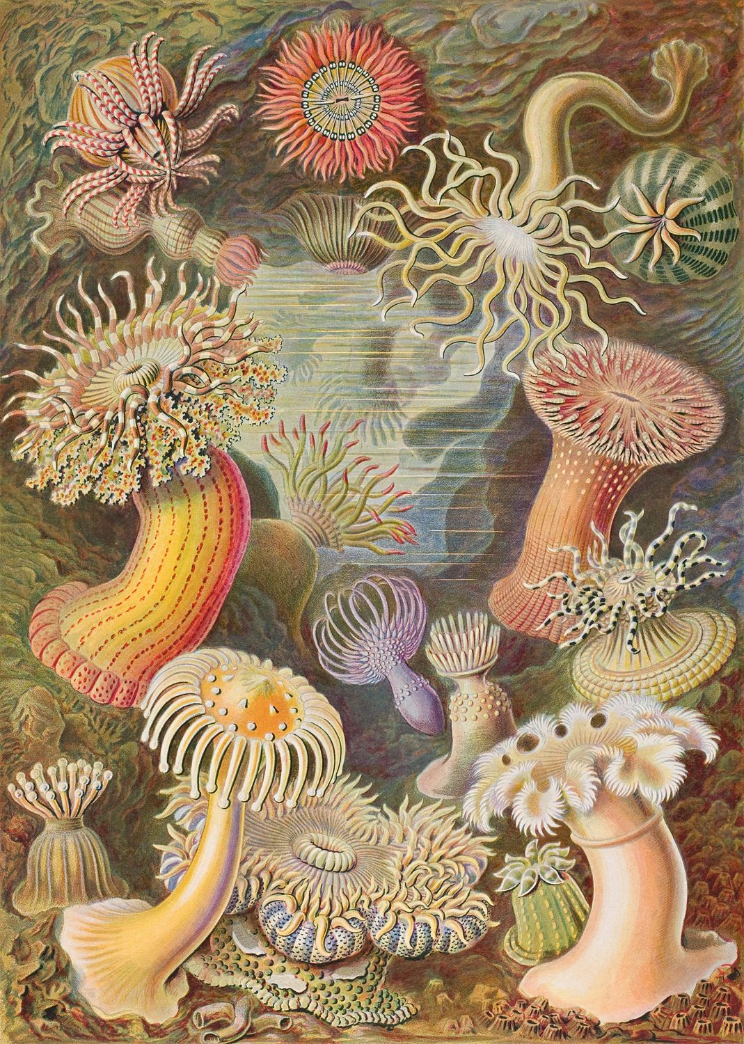 Ernst Haeckel: "Seeanemonen, Actiniae", 1899