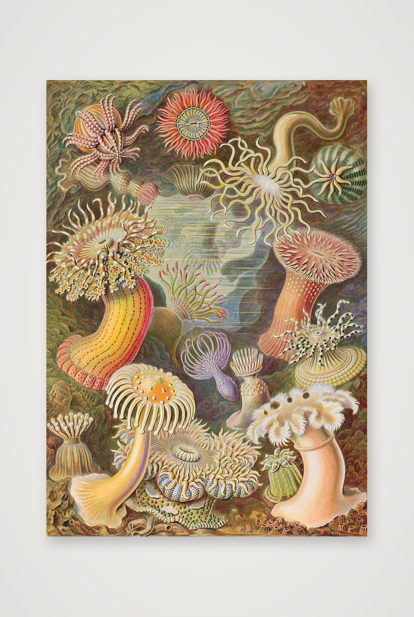 Ernst Haeckel: "Seeanemonen, Actiniae", 1899 — 59×84cm, 23×33" Print only