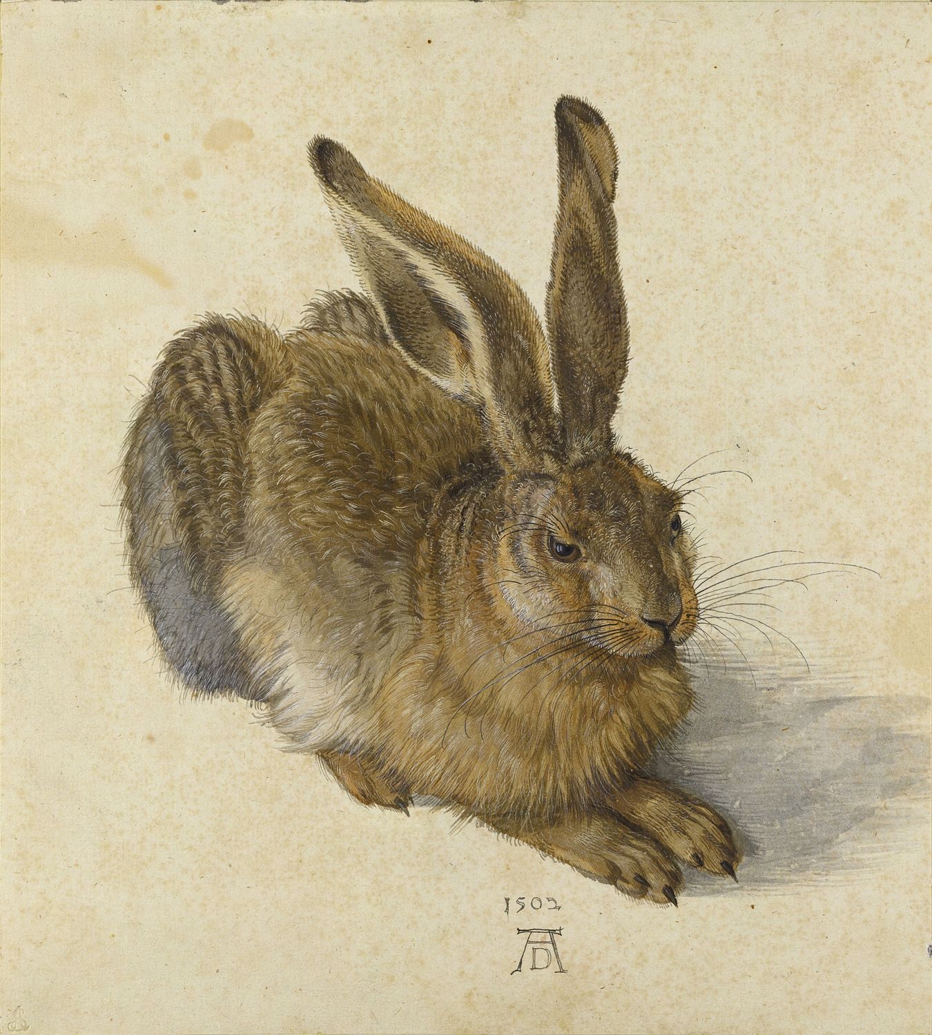  Albrecht Dürer: Feldhase, 1502