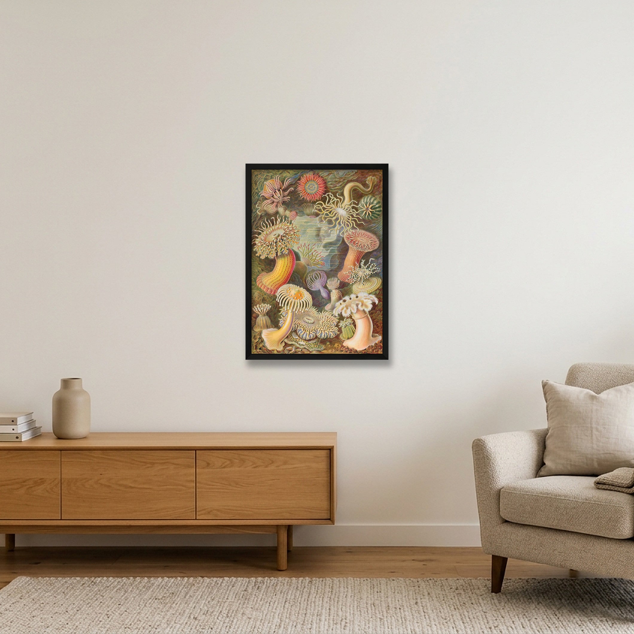 Ernst Haeckel: "Seeanemonen, Actiniae", 1899 — 42×59cm, 17×23" Black Frame